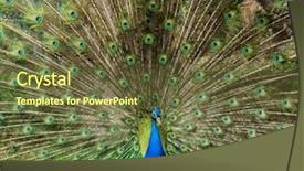  Presentation with peacock - Slide deck consisting of shining pride - peacock with beautiful feathers outdoors background and a  colored foreground