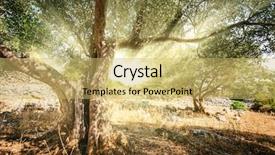  Presentation with olive tree - Colorful presentation theme enhanced with shining through the olive tree backdrop and a yellow colored foreground