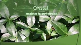  Presentation with new york state - Beautiful presentation featuring shinny - long point state park new backdrop and a  colored foreground