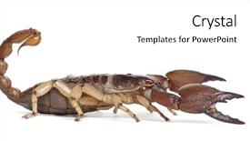  Presentation with blue white and yellow - Amazing PPT theme having shiny burrowing scorpion or yellow backdrop and a white colored foreground