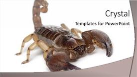  Presentation with shiny - Slide deck having shiny burrowing scorpion or yellow background and a white colored foreground