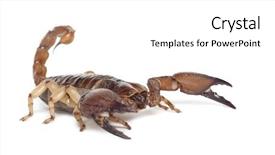  Presentation with shiny - Slide set featuring shiny burrowing scorpion or yellow background and a white colored foreground