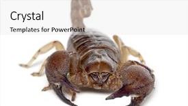  Presentation with white and yellow - Audience pleasing slide set consisting of shiny burrowing scorpion or yellow backdrop and a white colored foreground