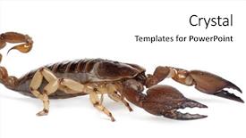  Presentation with blue white and yellow - Cool new PPT layouts with shiny burrowing scorpion or yellow backdrop and a  colored foreground
