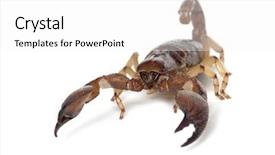  Presentation with shiny - Slide deck enhanced with shiny burrowing scorpion or yellow background and a white colored foreground