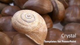  Presentation with seashell - Slides consisting of shiny-chestnuts-and-a-seashell background and a tawny brown colored foreground