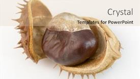  Presentation with shiny - PPT layouts featuring shiny-chestnuts-isolated-on-white background and a lemonade colored foreground