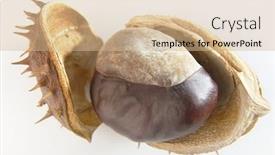  Presentation with shiny - Colorful presentation design enhanced with shiny-chestnuts-isolated-on-white backdrop and a soft green colored foreground