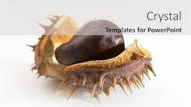  Presentation with shiny - Cool new slides with shiny-chestnuts-isolated-on-white backdrop and a light gray colored foreground