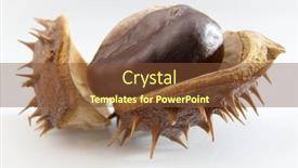  Presentation with shiny - Presentation having shiny-chestnuts-isolated-on-white background and a tawny brown colored foreground