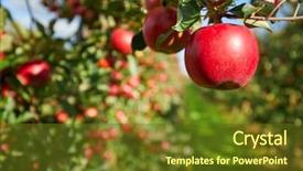  Presentation with shiny - Presentation theme featuring shiny delicious apples hanging background and a tawny brown colored foreground
