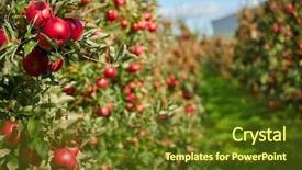  Presentation with shiny - Presentation with shiny delicious apples hanging background and a tawny brown colored foreground