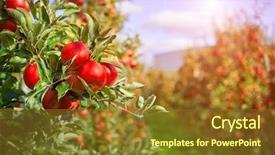  Presentation with shiny - PPT theme with shiny delicious apples hanging background and a tawny brown colored foreground