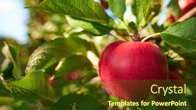  Presentation with orchard - Presentation enhanced with shiny-delicious-apples-hanging background and a tawny brown colored foreground
