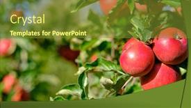  Presentation with orchard - Slides with shiny-delicious-apples-hanging background and a tawny brown colored foreground