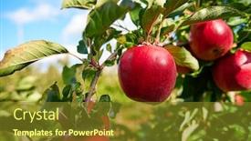  Presentation with shiny - Cool new presentation with shiny-delicious-apples-hanging backdrop and a tawny brown colored foreground