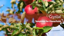  Presentation with orchard - Amazing PPT theme having shiny-delicious-apples-hanging backdrop and a tawny brown colored foreground