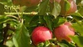  Presentation with orchard - Beautiful presentation theme featuring shiny-delicious-apples-hanging backdrop and a tawny brown colored foreground