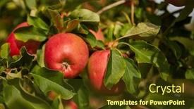  Presentation with orchard - Colorful slides enhanced with shiny-delicious-apples-hanging backdrop and a tawny brown colored foreground