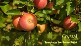  Presentation with orchard - Presentation theme having shiny-delicious-apples-hanging background and a tawny brown colored foreground