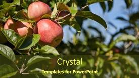  Presentation with orchard - PPT theme enhanced with shiny-delicious-apples-hanging background and a tawny brown colored foreground