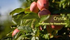  Presentation with orchard - Amazing slides having shiny-delicious-apples-hanging backdrop and a tawny brown colored foreground