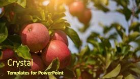  Presentation with orchard - Beautiful PPT theme featuring shiny-delicious-apples-hanging backdrop and a tawny brown colored foreground