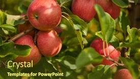  Presentation with shiny - Colorful theme enhanced with shiny-delicious-apples-hanging backdrop and a tawny brown colored foreground