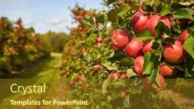  Presentation with shiny - Presentation theme with shiny-delicious-apples-hanging background and a tawny brown colored foreground