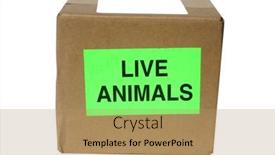  Presentation with box - PPT layouts featuring shipping-box-cardboard-box-isolated background and a coral colored foreground