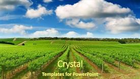  Presentation with vineyard - Audience pleasing presentation theme consisting of shiraz - colourful vineyard in one tree backdrop and a tawny brown colored foreground