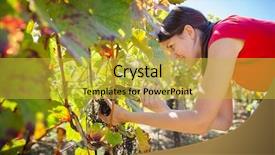  Presentation with vineyard - Theme consisting of shiraz - grapes in a vineyard being background and a yellow colored foreground