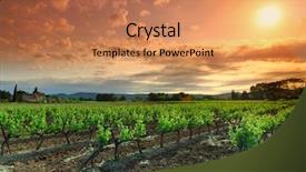  Presentation with vineyard - Slide set consisting of shiraz - orange sky over green vineyard background and a coral colored foreground