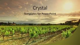  Presentation with vineyard - Colorful slide deck enhanced with shiraz - orange sky over green vineyard backdrop and a coral colored foreground