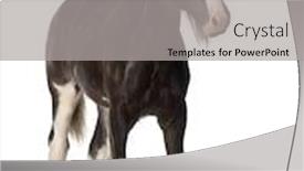 Presentation with foal - Beautiful presentation theme featuring shire horse foal standing backdrop and a light gray colored foreground