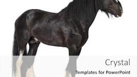  Presentation with white horse - Presentation theme featuring shire horse isolated on white background and a white colored foreground