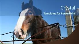  Presentation with stallion - Presentation design with shire-horse-stallion background and a ocean colored foreground