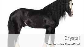  Presentation with white horse - PPT layouts featuring shire horse standing against white background background and a white colored foreground