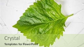  Presentation with white - PPT theme featuring shiso-leaf-on-the-white background and a yellow colored foreground