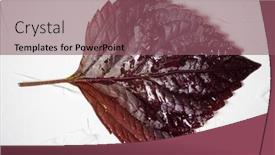  Presentation with white - Theme featuring shiso-leaf-on-the-white background and a violet colored foreground