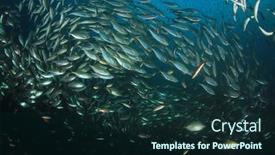  Presentation with sardines - Amazing presentation theme having shoal mackerel fish sardines backdrop and a wine colored foreground