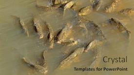  Presentation with pond - Presentation theme featuring shoal-of-common-carp-cyprinus background and a coral colored foreground