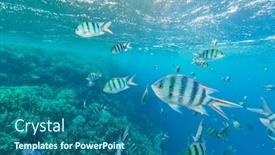  Presentation with fish ocean - Cool new presentation design with shoal of fish in red sea egypt tropical sea with beautiful ocean ecosystem backdrop and a ocean colored foreground