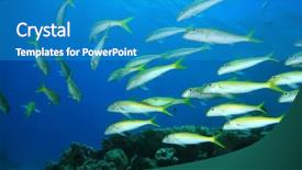  Presentation with sea coral - Slide set consisting of goatfish on a coral reef background and a teal colored foreground