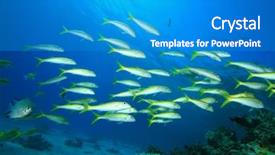  Presentation with sea coral - Theme with goatfish on a coral reef background and a teal colored foreground