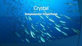  Presentation with aquatic - Theme featuring shoal of fish background and a teal colored foreground