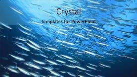  Presentation with ocean clear water deep blue - Amazing slides having shoal of mackerel fish backdrop and a light blue colored foreground