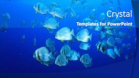  Presentation with sea - Colorful PPT layouts enhanced with shoal-of-orbicular-spadefish-platax backdrop and a teal colored foreground