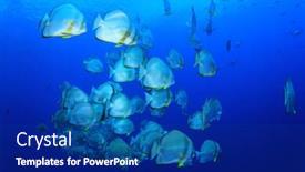  Presentation with sea - Cool new slides with shoal-of-orbicular-spadefish-platax backdrop and a navy blue colored foreground