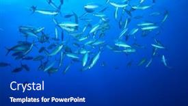  Presentation with sea - Slide deck enhanced with shoal-of-red-sea-fusiliers background and a dark gray colored foreground